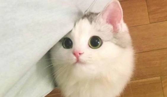 猫咪下面出血是什么原因？一定要重视