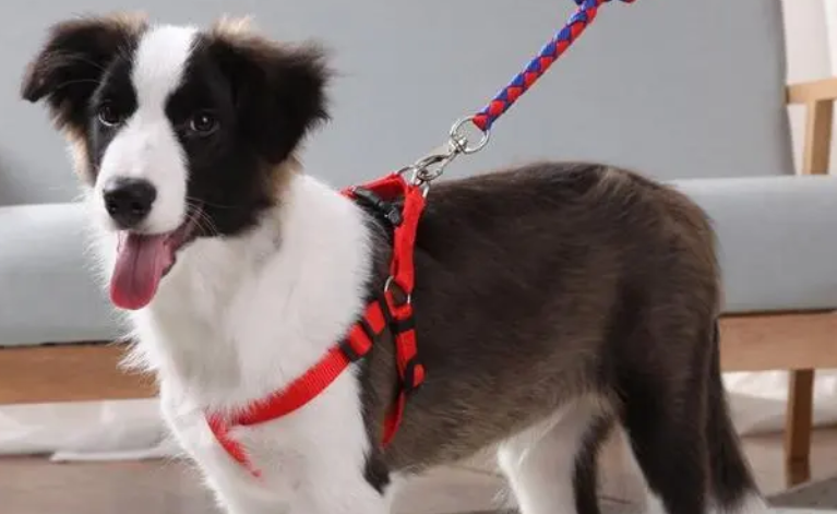 狗牵引绳是怎么套的？来看看吧