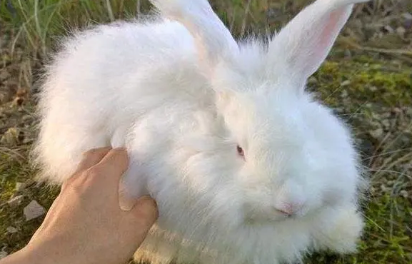 巨型安哥拉兔聪明吗？来看看吧
