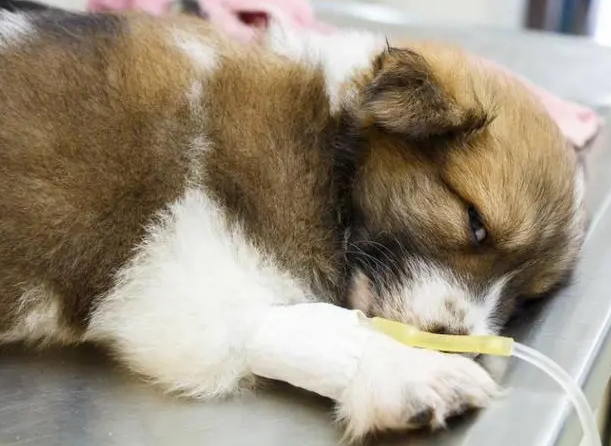 小狗呕吐白色泡沫咋回事？本文给你答案！