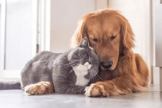 狗为什么比猫忠诚？这里或许有你想要的答案！