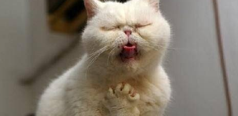 怎么判断猫咪是不是肠胃炎？来了解下