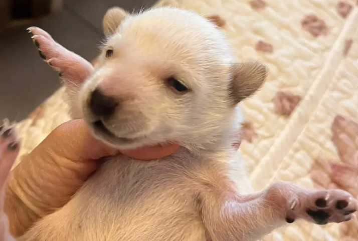 狗狗刚出生要注意什么？铲屎官来了解下吧