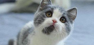 猫感冒药一天需要吃几次 猫感冒药一天需要吃几次