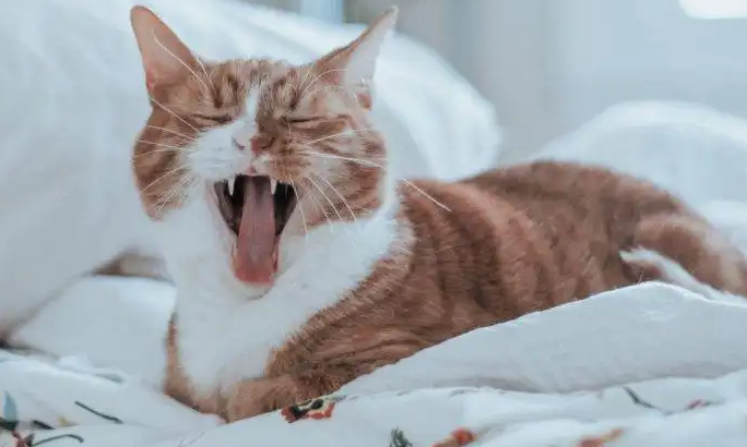 小猫打喷嚏流鼻涕怎么办？试试这个办法