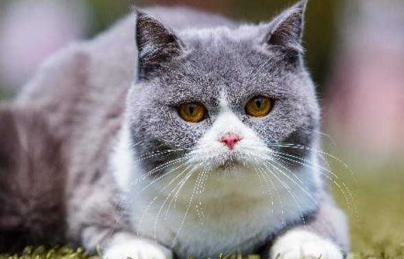 英短蓝白猫能长多大？还不赶紧来了解一下