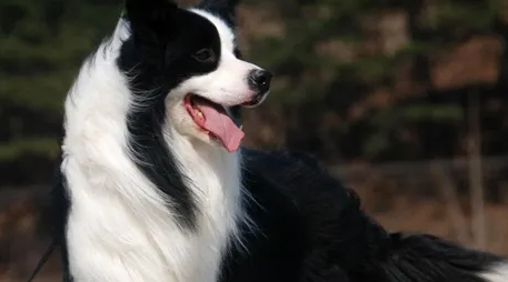 牧羊犬的特点和性格，你了解多少？
