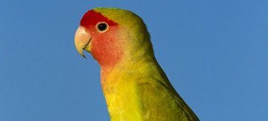 给桃面爱情鹦鹉吃什么食物比较好？