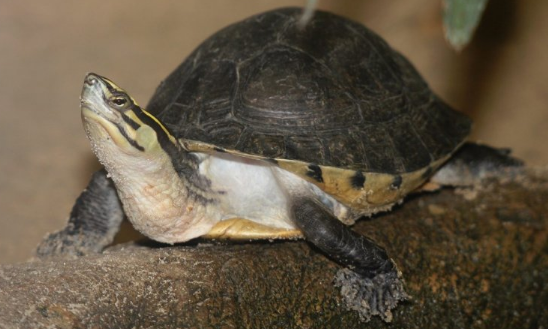 龟龟知识小科普：马来闭壳龟的饲养需要注意什么？