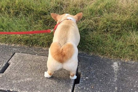 狗狗屁股肿起个大包怎么回事?原来是这样 狗狗屁股肿起个大包怎么回事?原来是这样