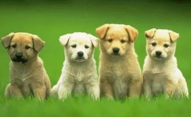 狗狗咳嗽打喷嚏吃什么药？