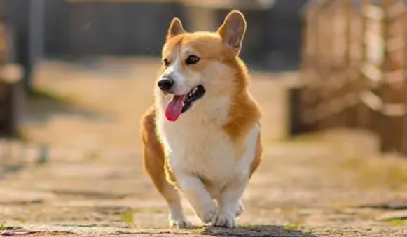 狗粮的种类有哪些？过来看看吧