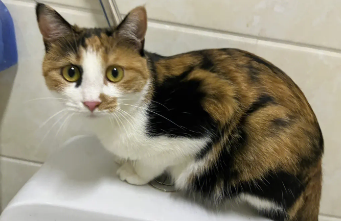 猫为什么喜欢在卫生间趴着？最后一种情况要重视！