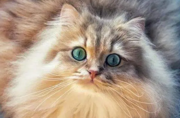 养猫需要买摄像头吗？