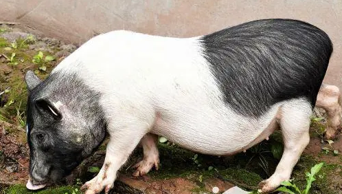 今日小知识：香猪是宠物猪吗？