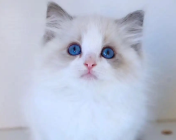 布偶猫什么时候炸毛？想了解的看过来！