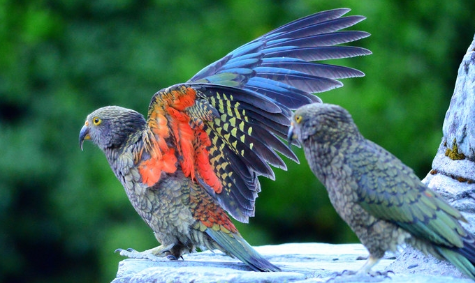 啄羊鹦鹉能当宠物吗？看这里