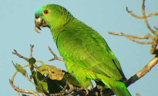 蓝顶亚马逊鹦鹉价格贵吗？多少钱一只