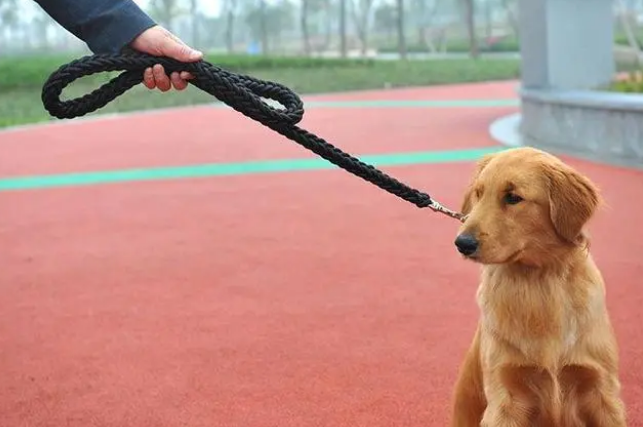 宠物牵引绳应该要多长?快来了解一下 宠物牵引绳应该要多长?快来了解一下