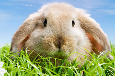 法国垂耳兔怕冷吗?我来告诉你! 法国垂耳兔怕冷吗?我来告诉你!