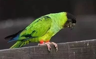 一文讲解珍达锥尾鹦鹉的说话能力如何