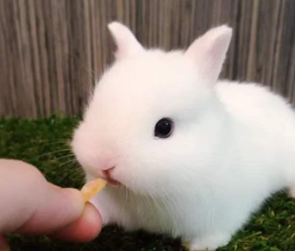 英种小型兔的价格在这里,带你了解行情 英种小型兔的价格在这里,带你了解行情