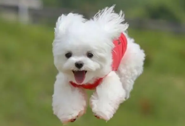 今日学习：如何让狗狗多喝水？