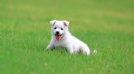 狗狗驱虫用体内外同驱药，还是分开用药？