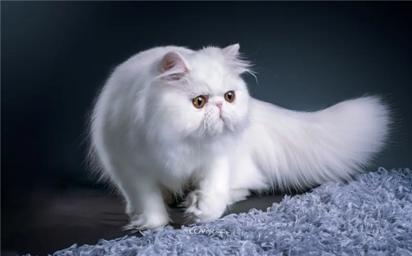 宠物猫的年龄怎么算出来的?手把手教你如何计算 宠物猫的年龄怎么算出来的?手把手教你如何计算