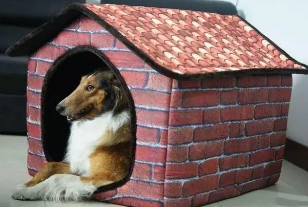 狗狗喜欢进狗窝睡觉吗？教你一个办法让它主动回去睡觉！