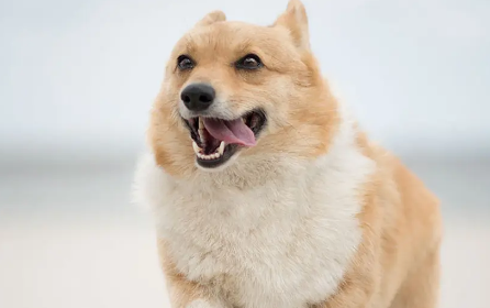 大三通柯基是什么意思？看完你就明白了！