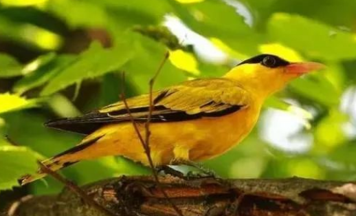 黄鹂鸟是保护动物吗?了解后再决定是否饲养吧~ 黄鹂鸟是保护动物吗?了解后再决定是否饲养吧~
