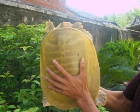 当之无愧老寿星,一只黄沙鳖见证你家四代人的成长! 当之无愧老寿星,一只黄沙鳖见证你家四代人的成长!