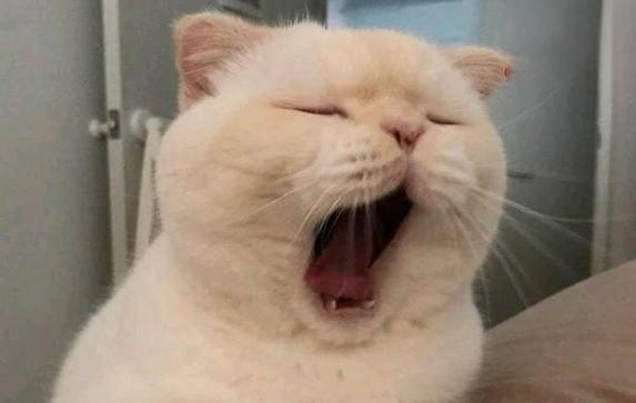 宠物猫中耳炎及内耳炎的表现和治疗办法