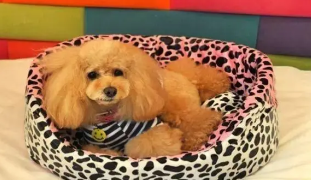 如何给狗狗挑选一个适合它的狗窝?教你几个小技巧 如何给狗狗挑选一个适合它的狗窝?教你几个小技巧