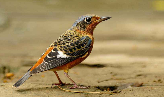 白喉矶鸫适合家养吗?本篇文章告诉你 白喉矶鸫适合家养吗?本篇文章告诉你