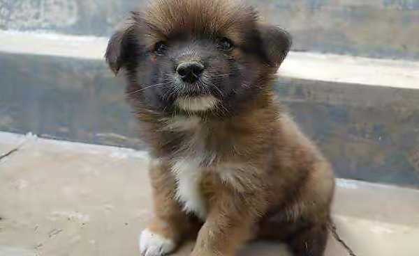 小土狗几个月开始猛长？主人要注意了