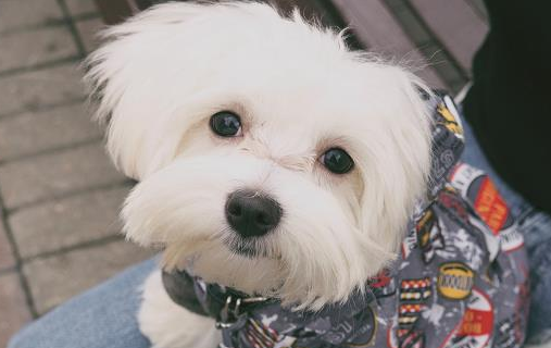 小型宠物狗品种，看看你知道几个