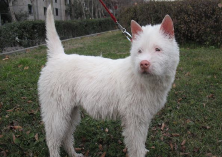 下司犬有什么特点，了解后你一眼就能认出