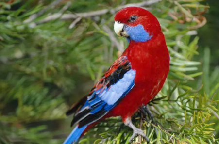 深红玫瑰鹦鹉多少钱一只？价格让你想不到