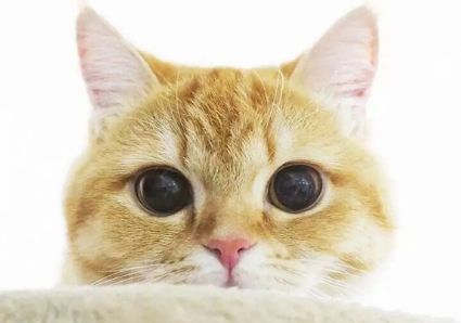 怎么给猫断奶？不清楚的看这里~