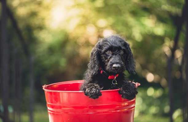 宠物肠胃养护，盖夫益生元长期护理