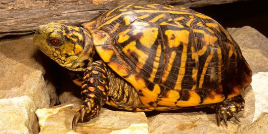 湾岸箱龟怎么开食?可以这样做 湾岸箱龟怎么开食?可以这样做