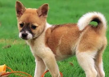 小狗吃了干燥剂怎么办？快来了解一下吧~