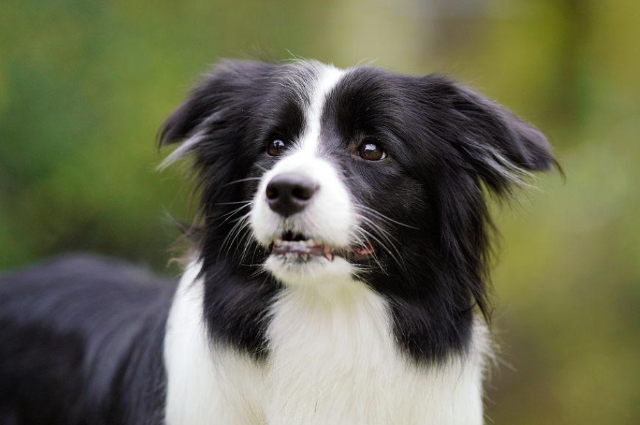 边境牧羊犬智商相当于人几岁？这篇文章给你答案