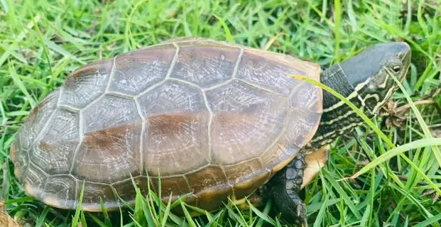 草龟冬眠温度是多少？主人来看看吧