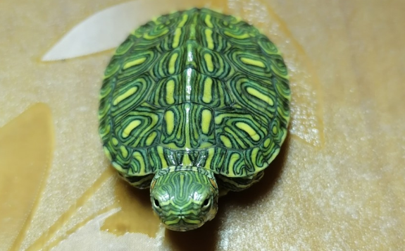 格兰德彩龟值钱吗？购买渠道很重要