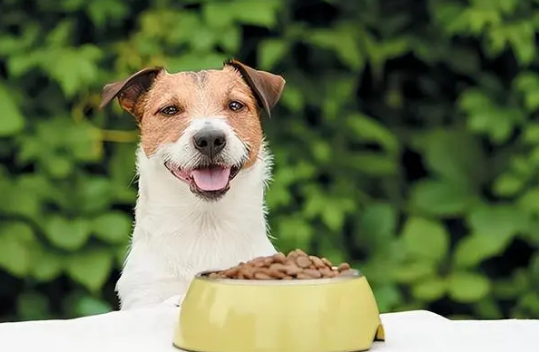 养狗知识：扒一扒狗要吃狗粮的原因