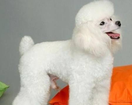 学会这三招，轻松解决贵宾犬嘴巴臭的问题