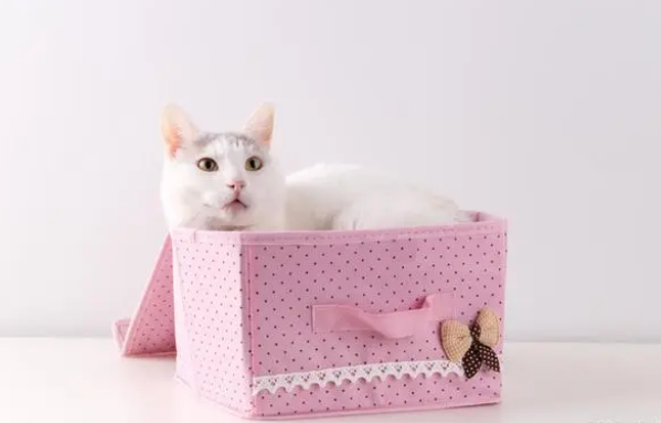 怎样挑选一款适合自家小猫咪的猫包 怎样挑选一款适合自家小猫咪的猫包